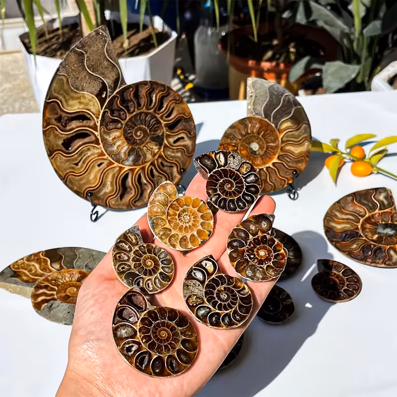 מאובן שבלול מידה: 4*3 ס"מ